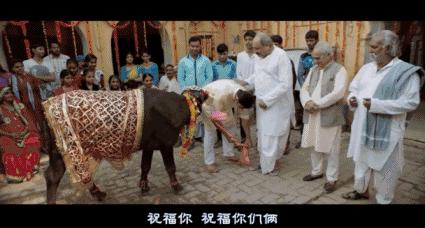 摩拉水牛卖价,摩拉水牛为什么这么便宜