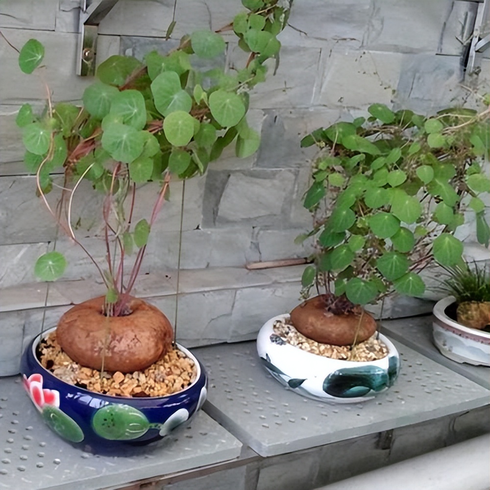 十种养不死的室内花,十种不容易生虫的花