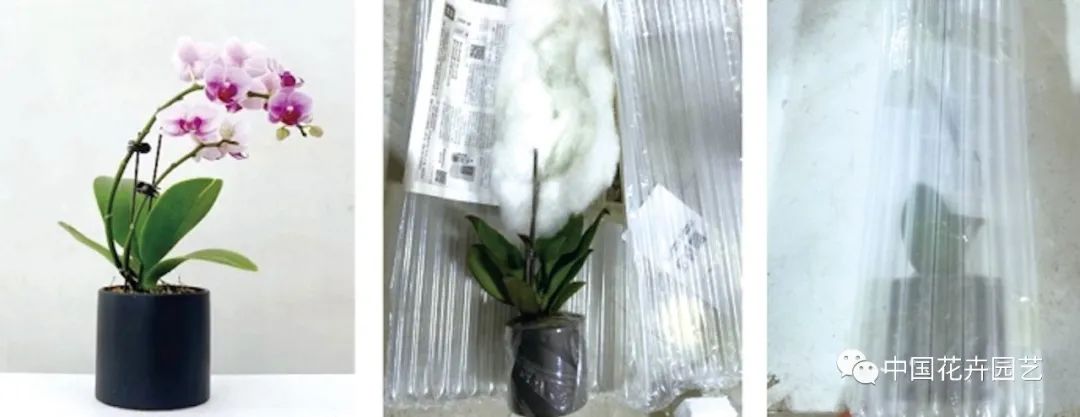 花卉电商推广如何做最有效,花卉销售渠道及方法