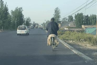 民警遇已故缉毒犬相似狗狗泪崩,民警发现酷似已故缉毒犬