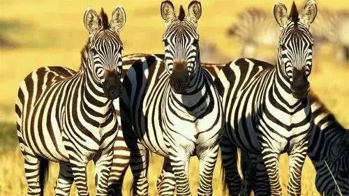 斑马也是马,斑马也是马为什么没人骑呢