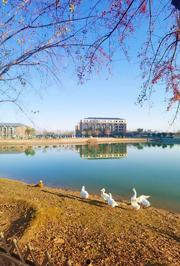 层林尽染的视频号,濮阳医专学历怎么样