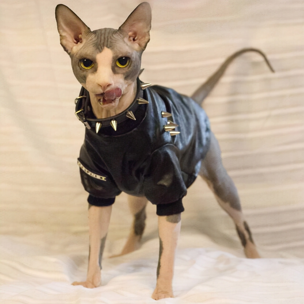 猫的灵性在于观察天地万物,什么颜色的猫最有灵性