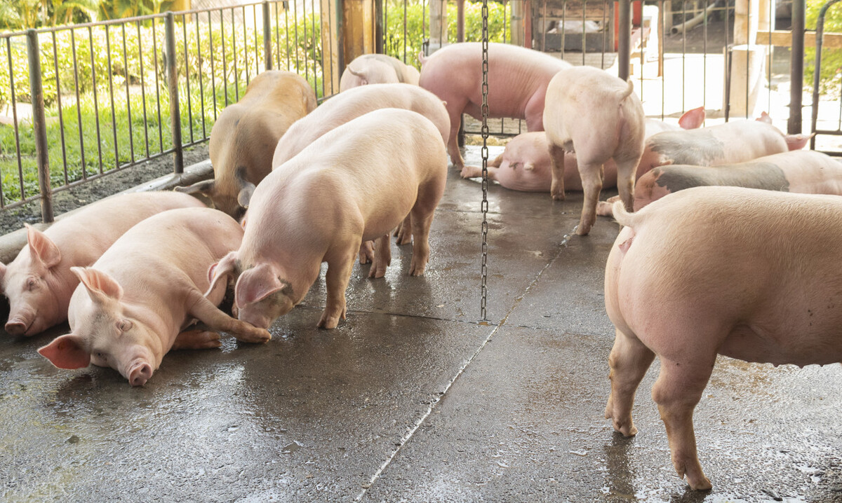 鸡价最新行情视频,鸡价全线飘红