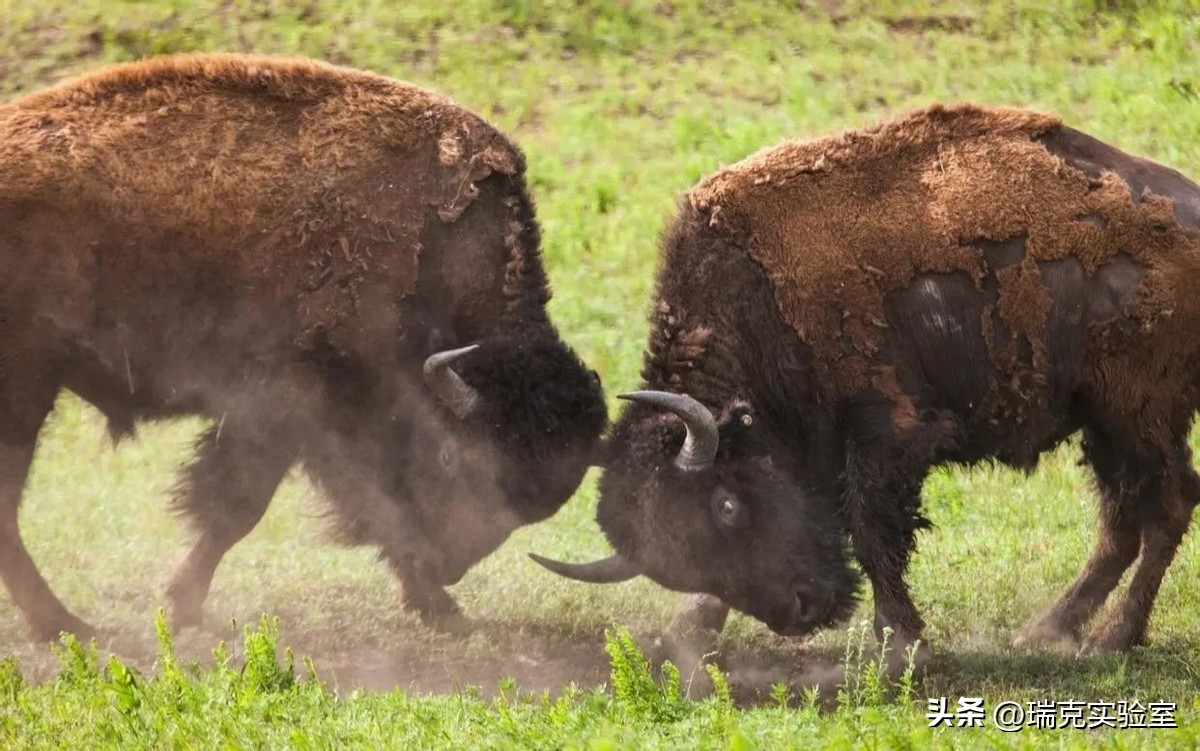 为什么狗狗交配前会先闻屁股，看似尴尬的小动作，却充满科学知识