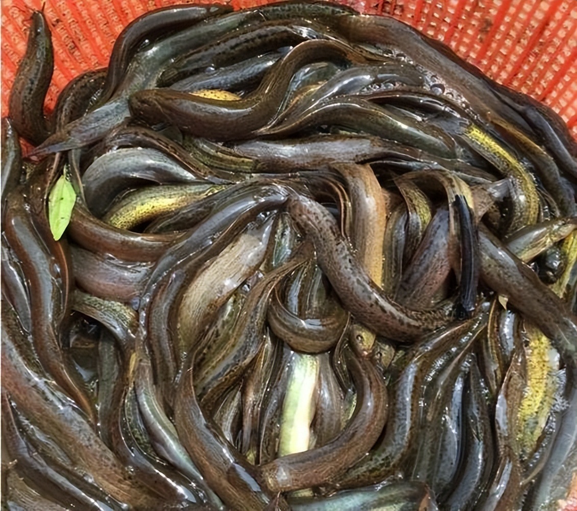 泥鳅水花常见病害及解决方法,泥鳅黄鳝的养殖技术和病害