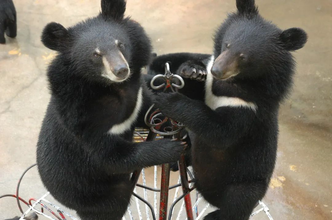 黑宝熊乐园需要自带泳圈吗,2020年黑宝熊乐园门票