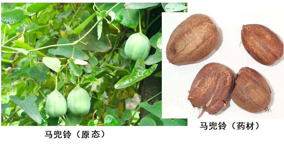 有毒常用中草药有哪些,常用中草药毒性一览表