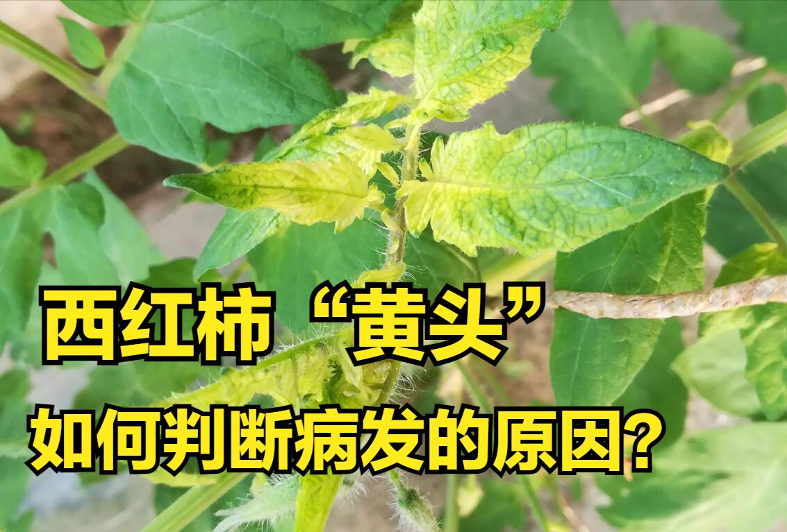 西红柿黄头能恢复嘛,种植西红柿发黑怎么回事