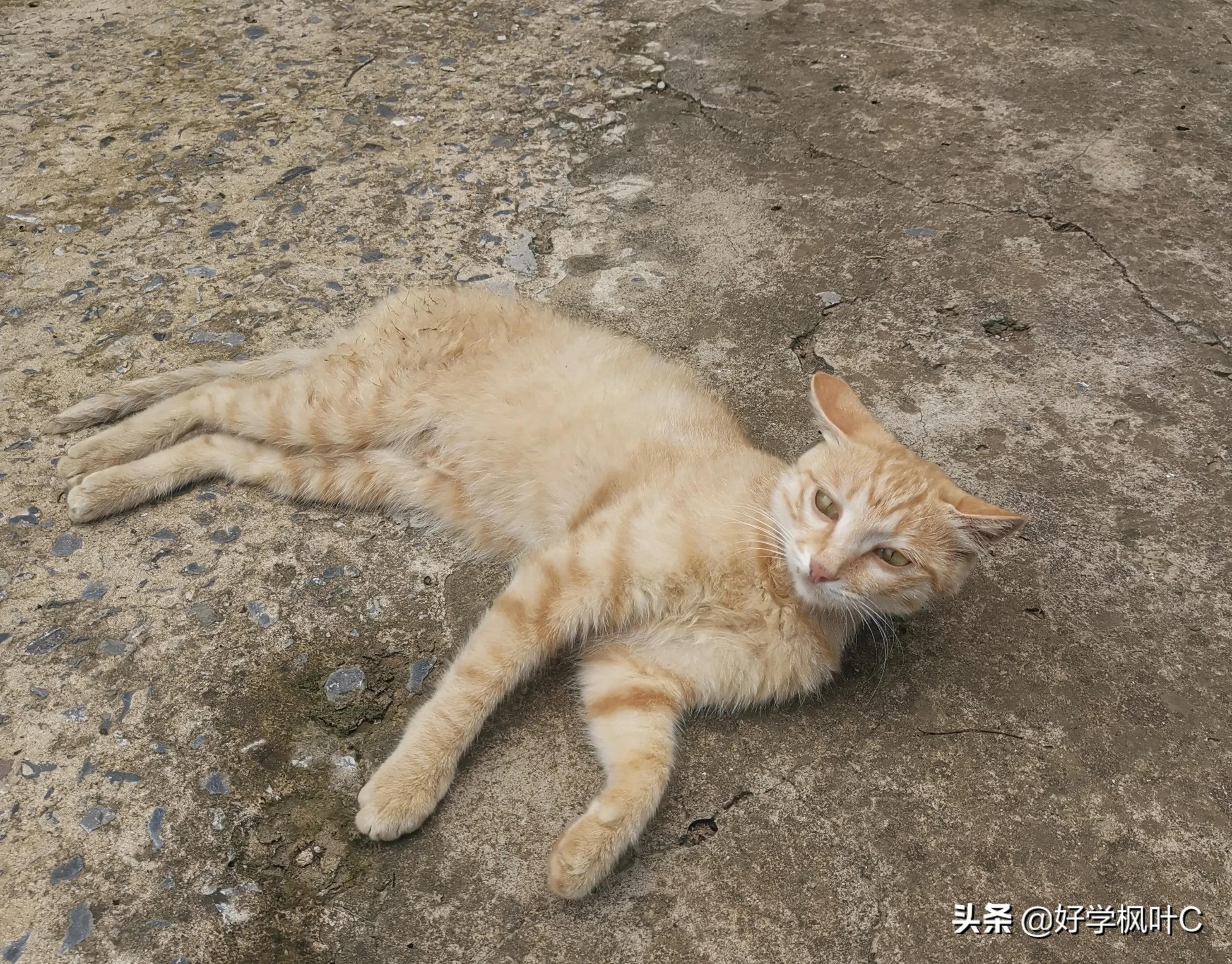 爱“碰瓷”的“猫坚强”，车压数次屡“碰”屡伤，“碰”瘾依旧在