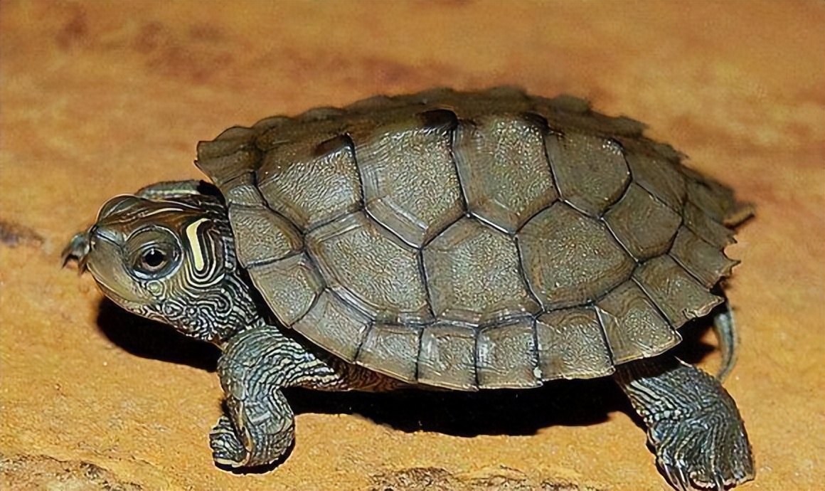 地图龟十大最好养的深水龟,新手养龟方法养什么龟最好