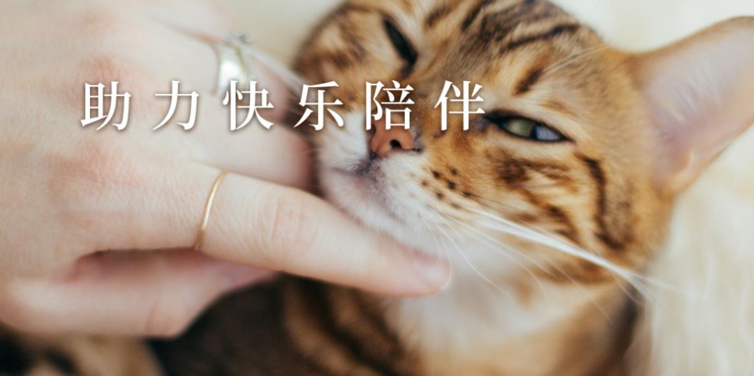 宠物药品第一品牌！海正动保业绩罕见下滑，因下游养殖行业低迷