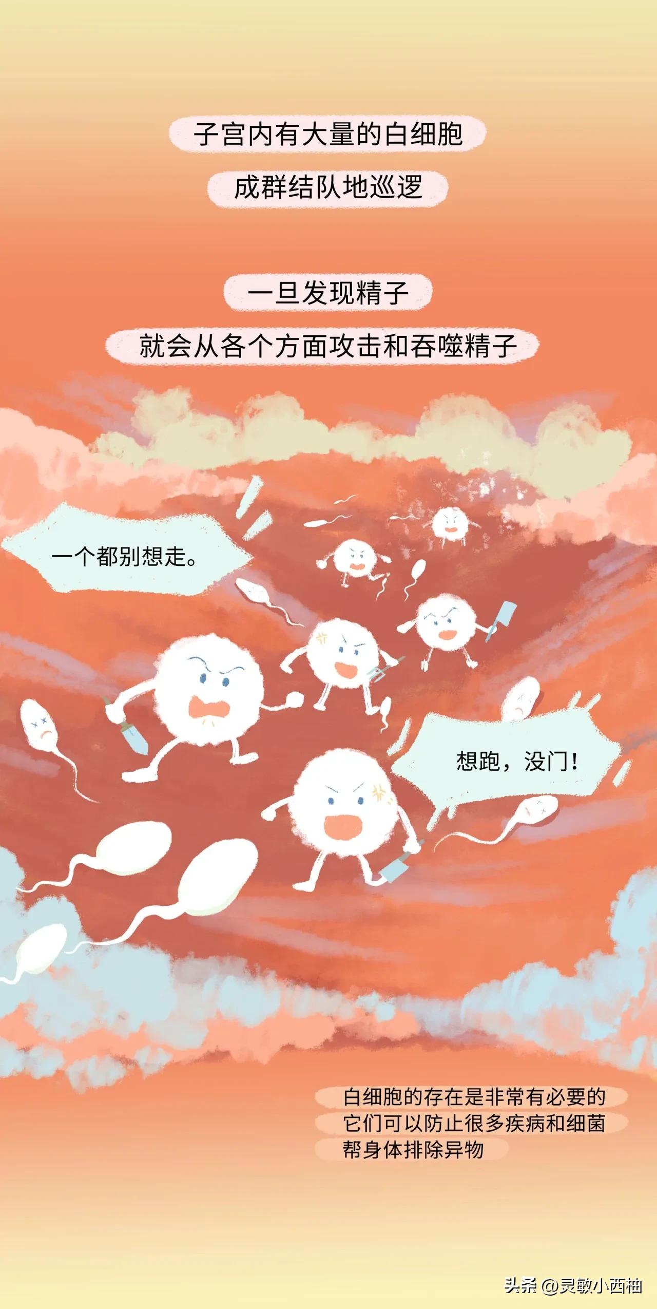 这就是精子进入女性体内的全过程，太神奇了！（漫画）