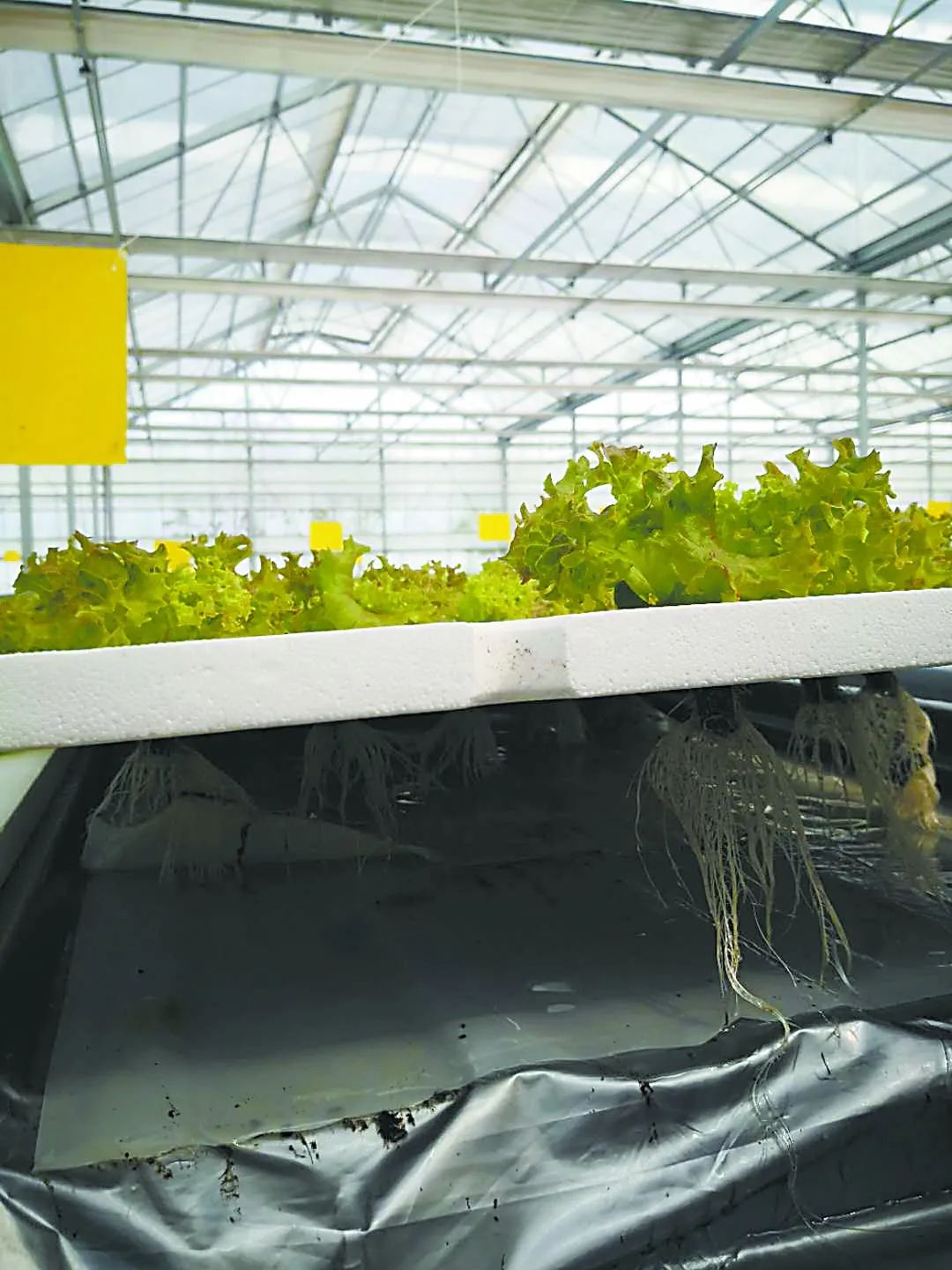 透视中日荷三国“植物工厂”案例，植物工厂的下一站又是什么