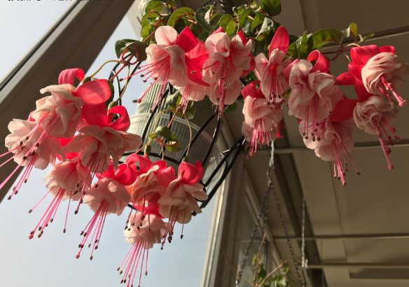 家里光照不足建议养这10种耐阴花,阴暗无光角落适合养什么花