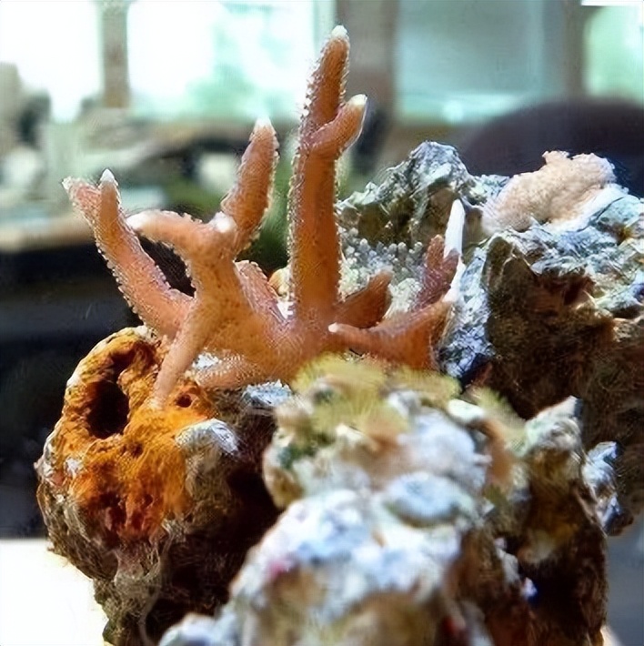 海水珊瑚缸鹦鹉螺,海水缸珊瑚视频大全