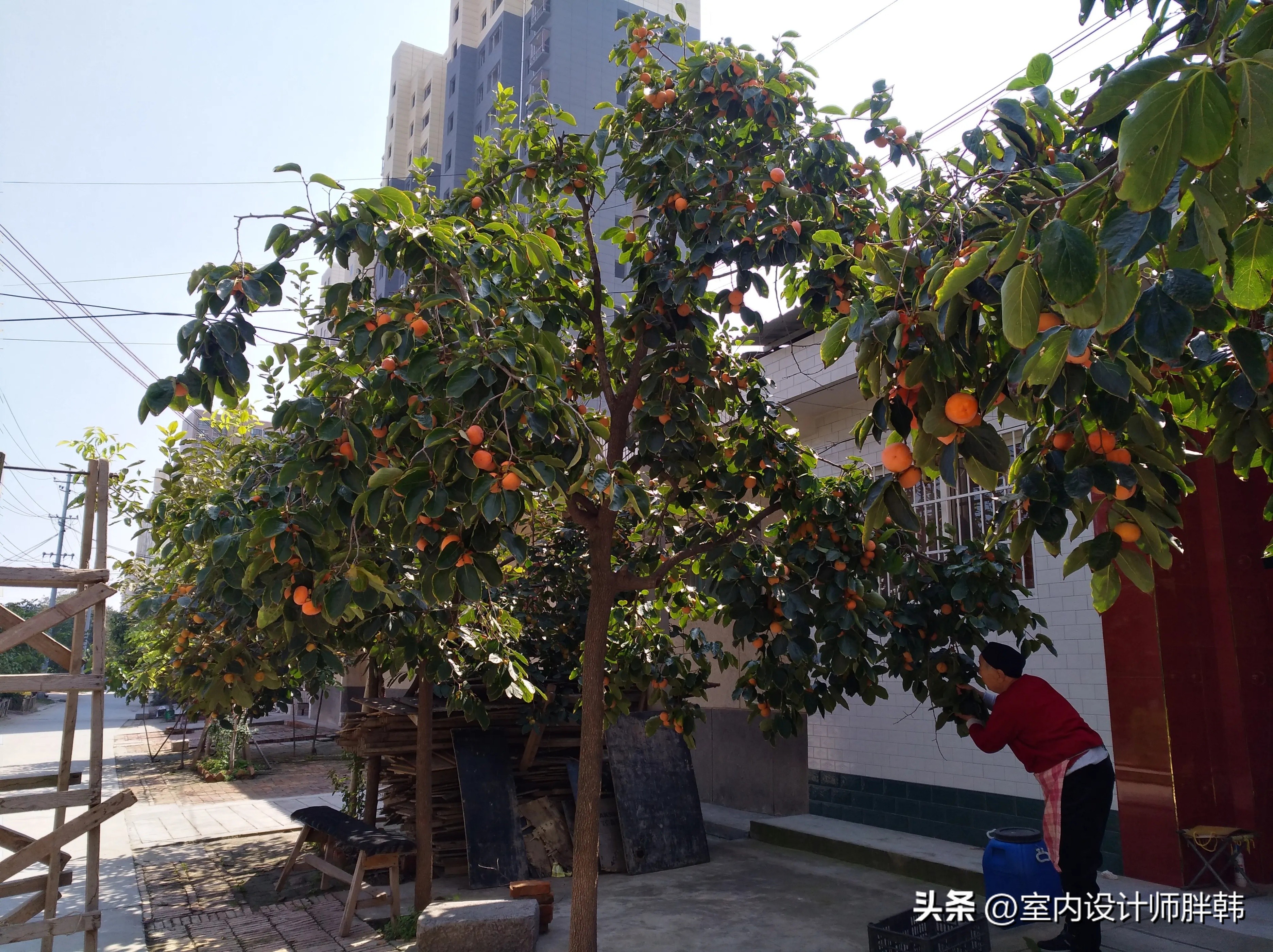 门前五树代表什么,五树进宅指的是哪五树