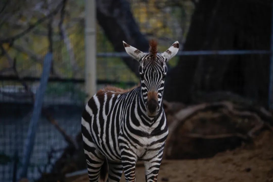 佳能eosr6markii相机镜头推荐,佳能eosr6mark2直出