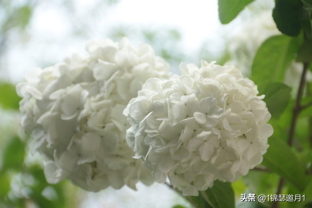 落英缤纷头条文章,落英缤纷芳草鲜美