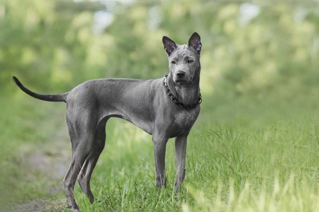 这几种狗狗不仅好养还不臭,这六种狗狗便宜又好养谁养谁走运