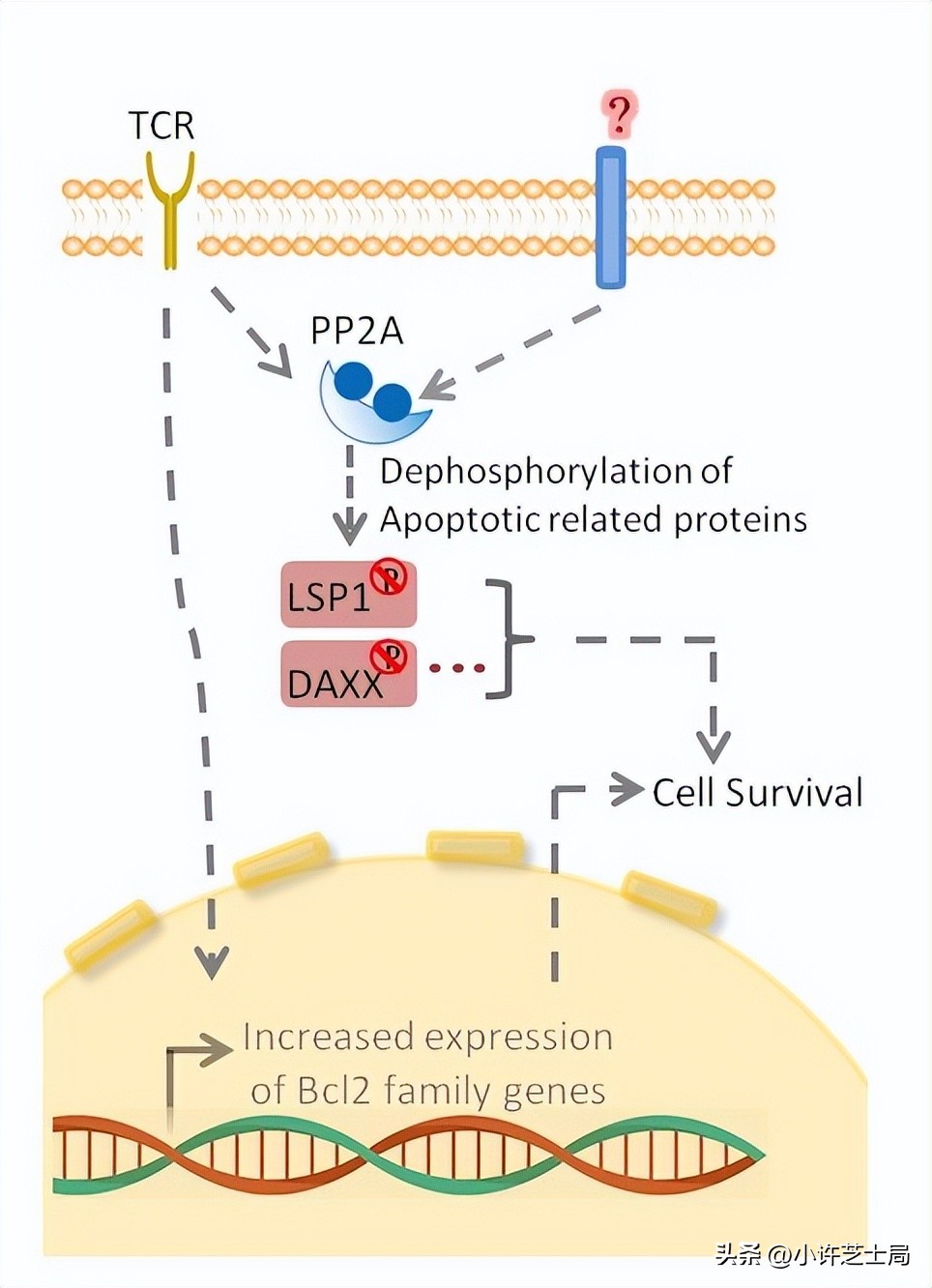 戊唑醇与磷酸二氢钾混用控旺吗,戊唑醇与磷酸二氢钾一起用吗
