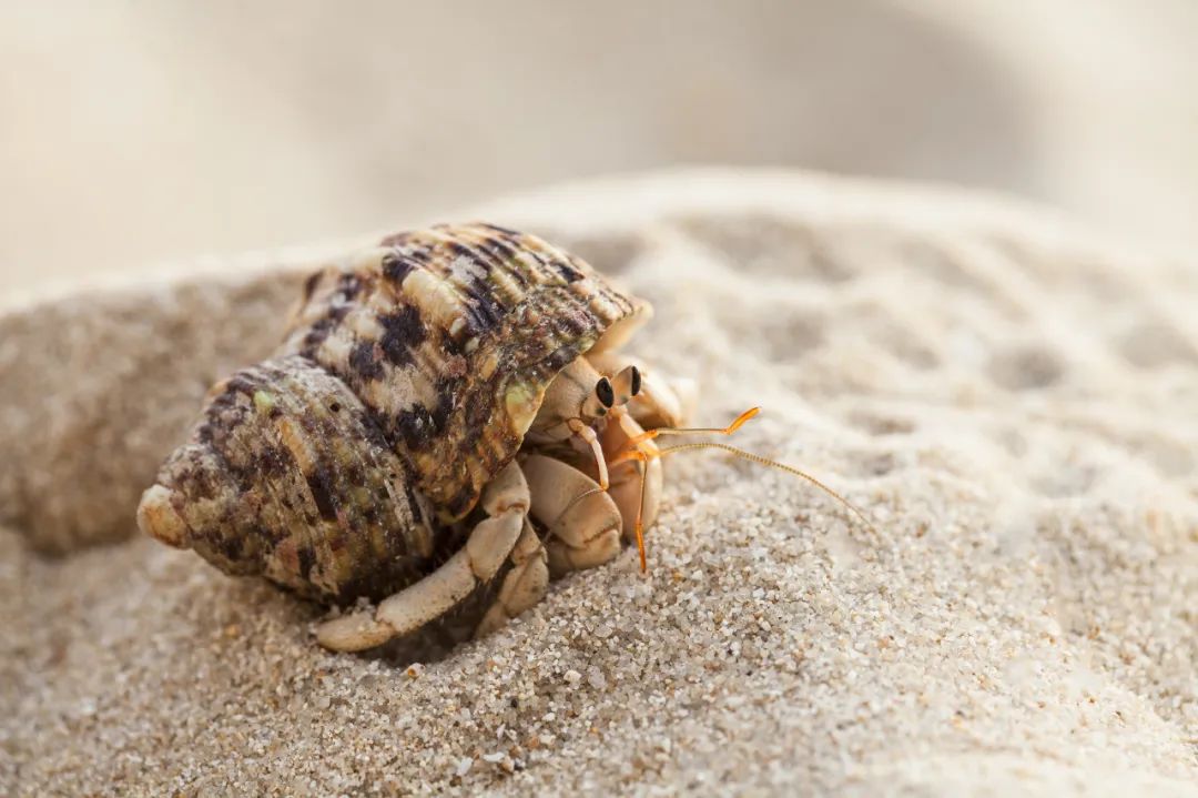 寄居蟹沙子要湿的还是干的,寄居蟹怎么养