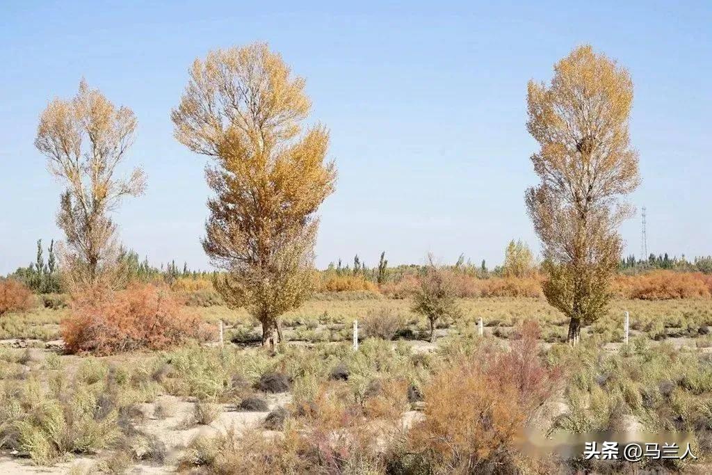 老兵‖生命交响曲.来自古楼兰的悲壮一一只因远方有诗