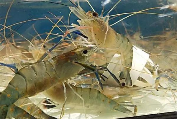 基围虾养殖技术和注意事项,海水基围虾养殖技术条件和方法