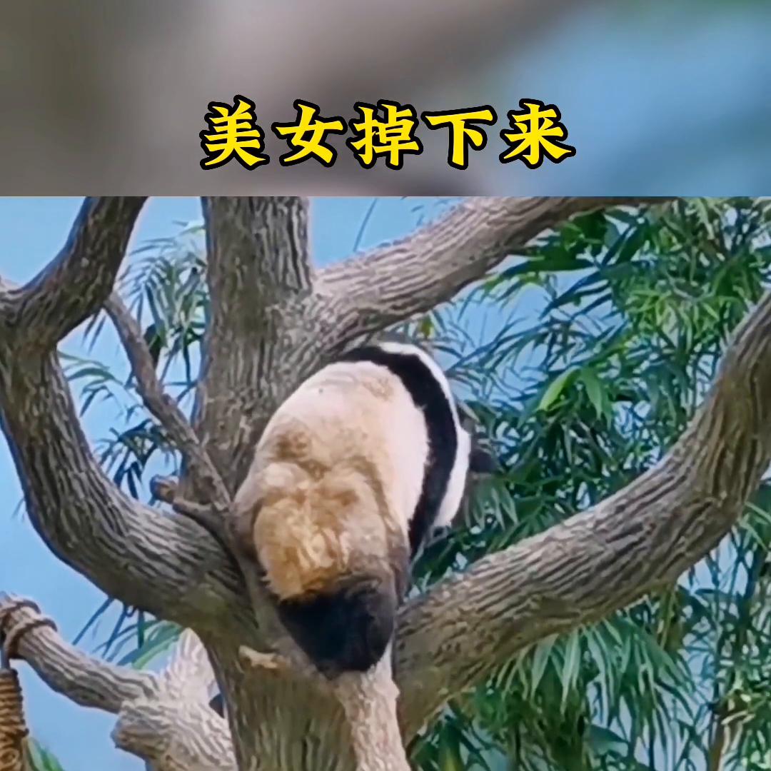 女主一觉醒来长出了猫耳朵和尾巴,美女掉下来摔在车顶后续