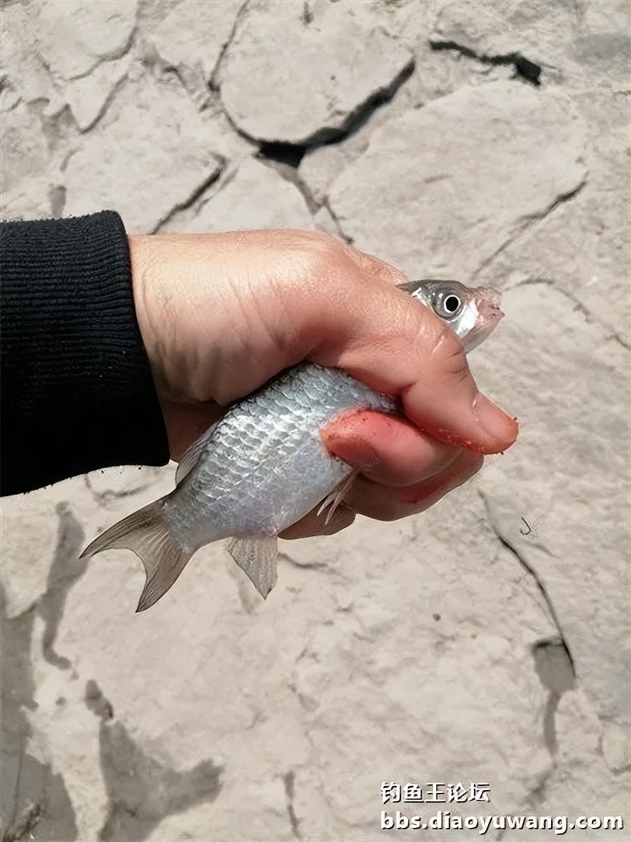 钓鱼王饵野钓破百尾