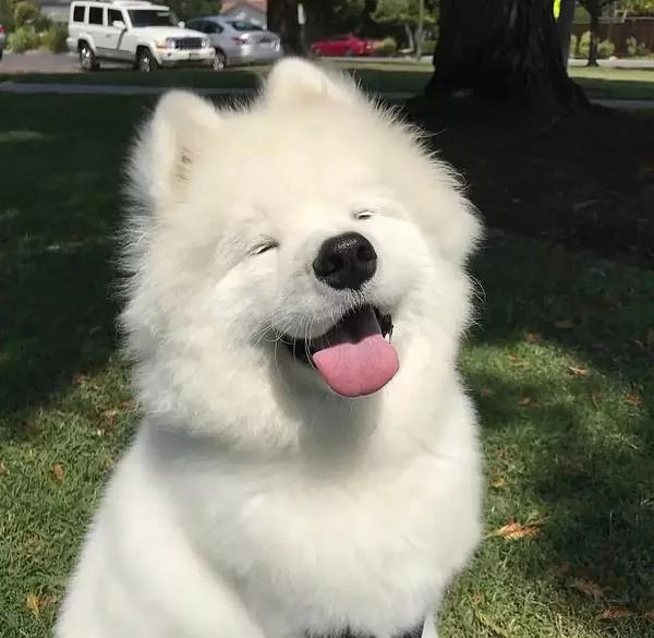 宠物肥大细胞瘤吃什么药,宠物肥大细胞瘤