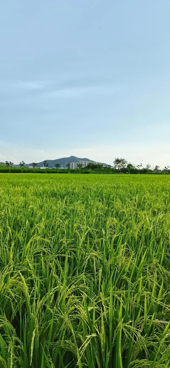 湛蓝的海水海滩风景高清壁纸,高清壁纸8k全屏无水印风景