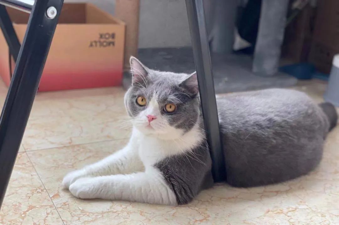 毛毛宠城堡新宠:登登|写给我的小猫咪