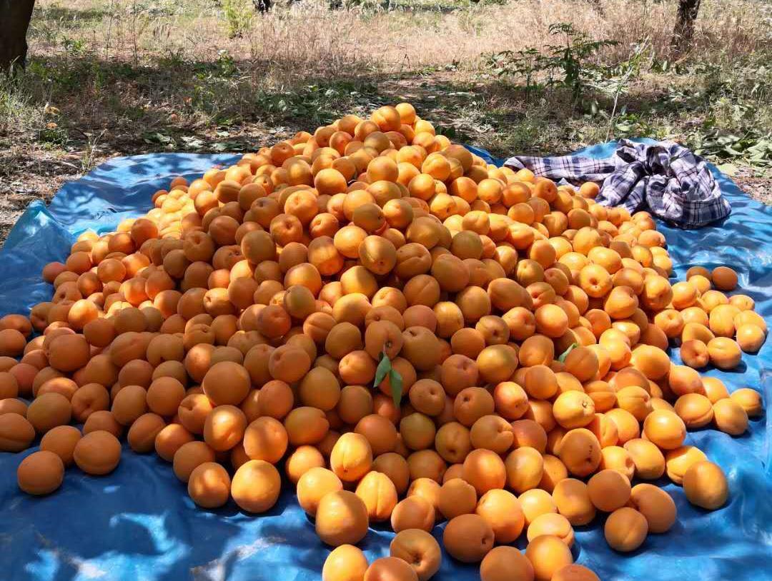 特色果业优质化发展,特色果业新政策