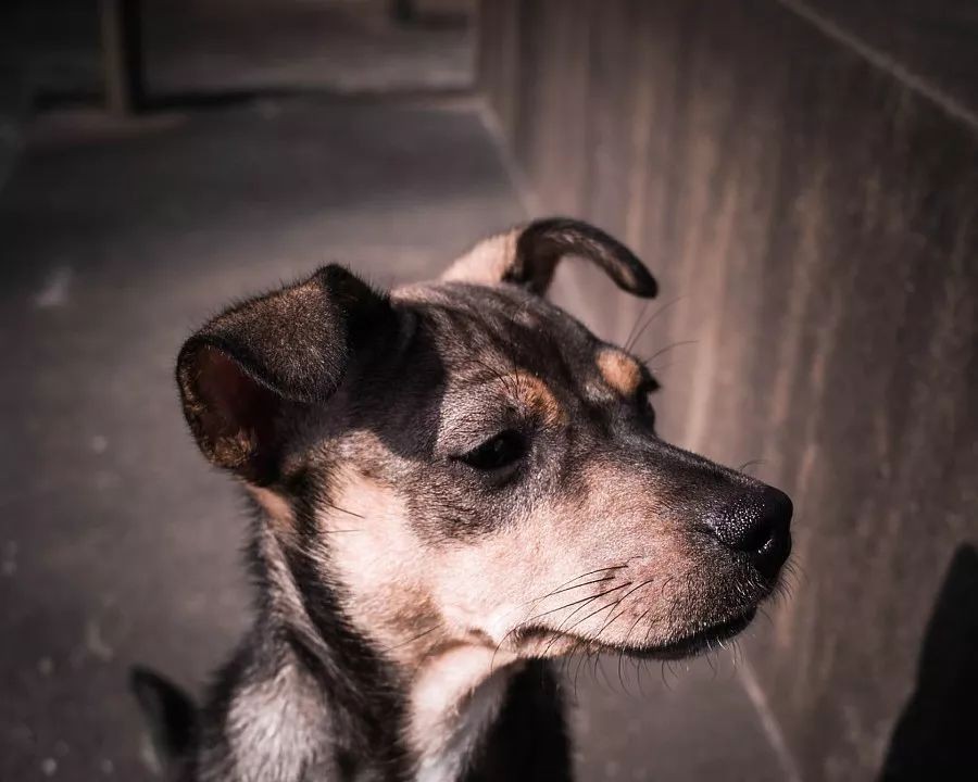 烈性犬不牵绳,未牵绳犬撕咬受伤狗主人