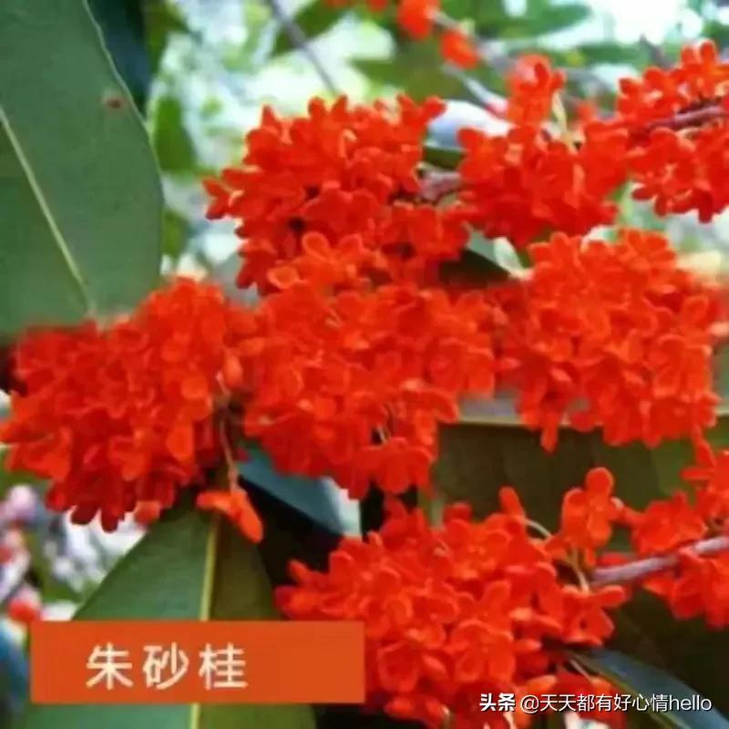 我国的市花有哪些,中国各个城市的市花是什么