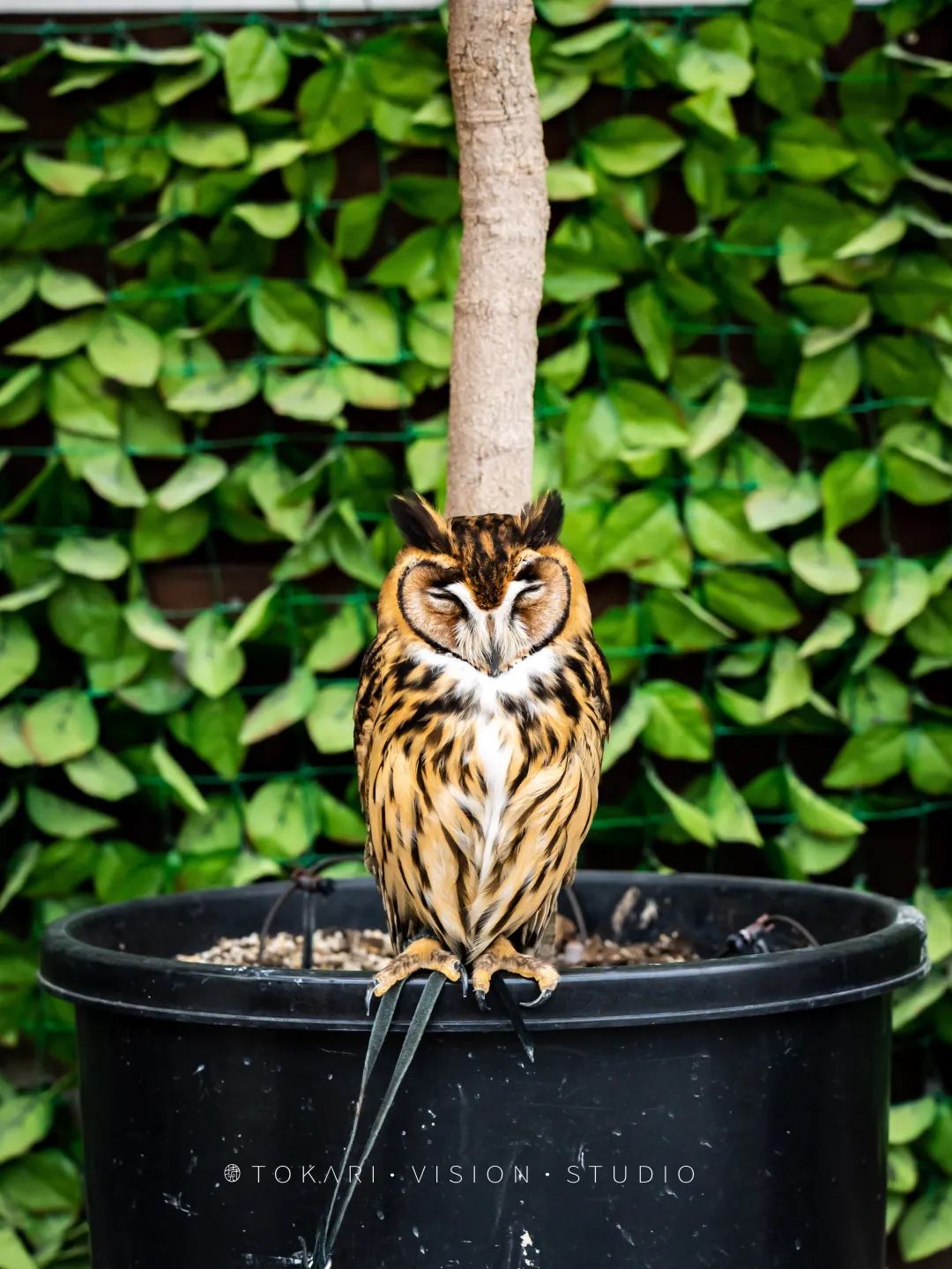 日本静冈市旅游,日本打卡景点小众静冈