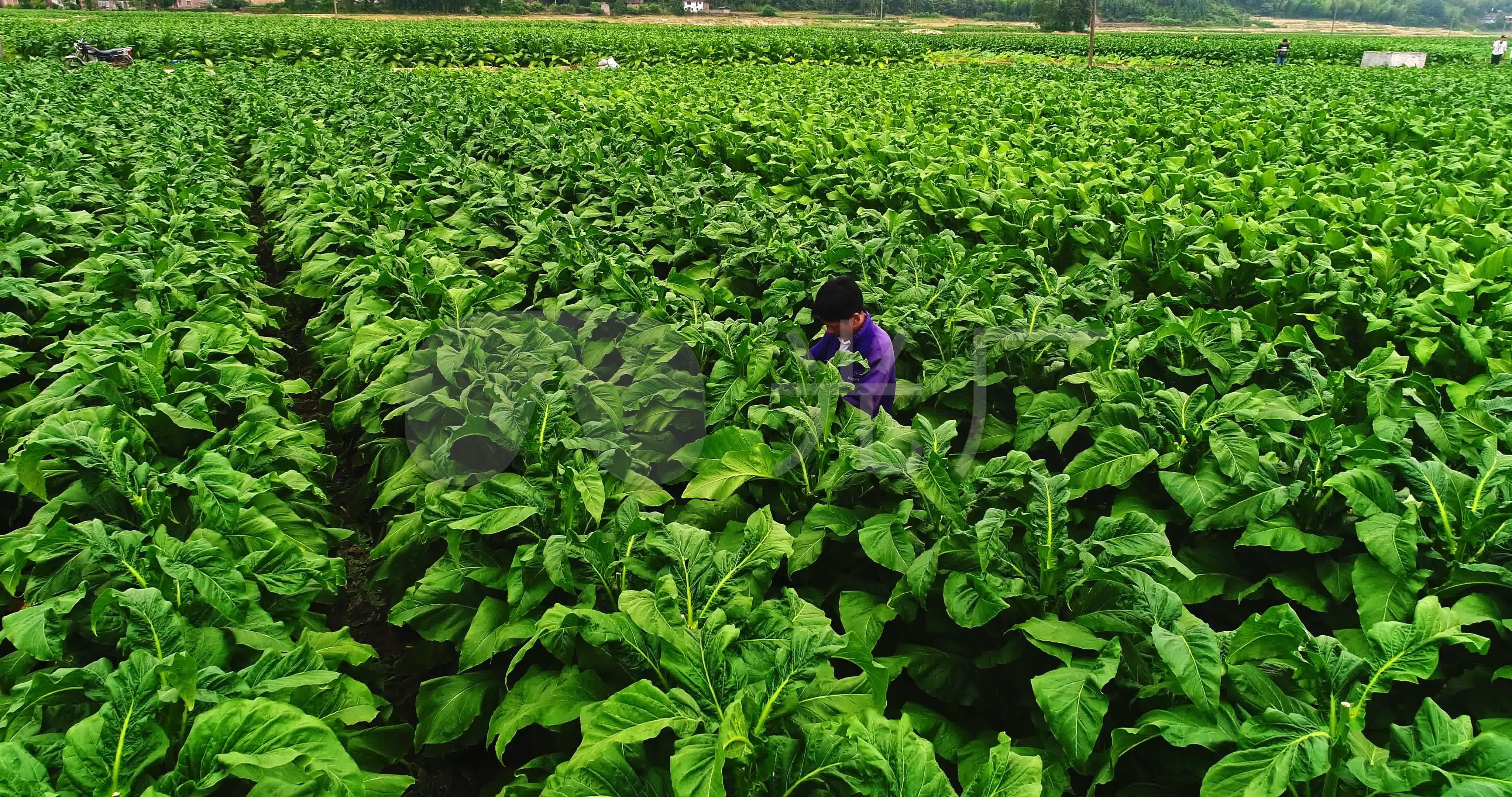 母狼突然闯进小山村,母狼闯进小山村