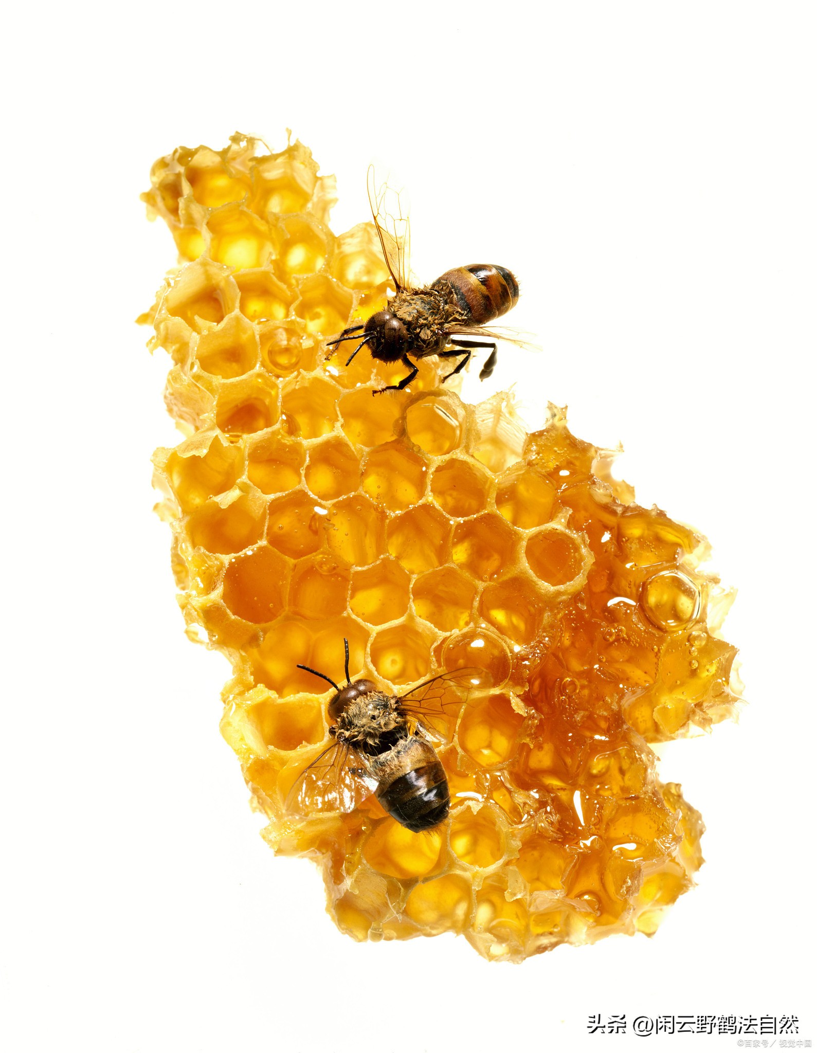 女神节蜂胶送老婆滋养肌肤延缓衰老