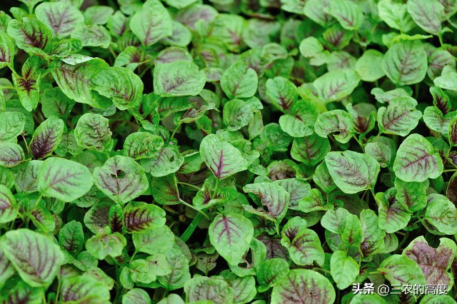 介绍谷雨种瓜点豆视频,谷雨前后种瓜点豆跟天气有关吗