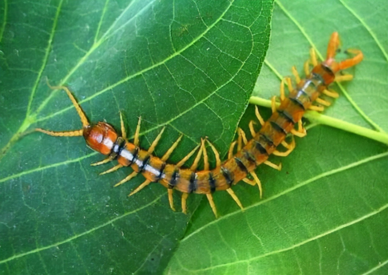 蜈蚣和公鸡谁最强,公鸡为什么能打败蜈蚣