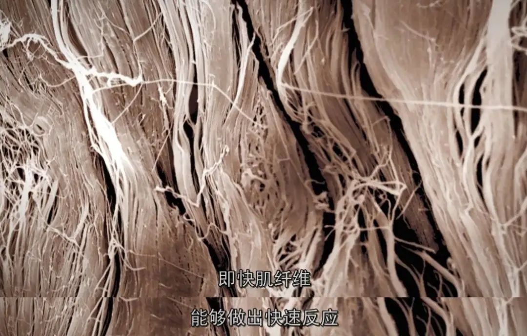 死去的生物突然开始攻击我,人类死亡后细胞拼命自救