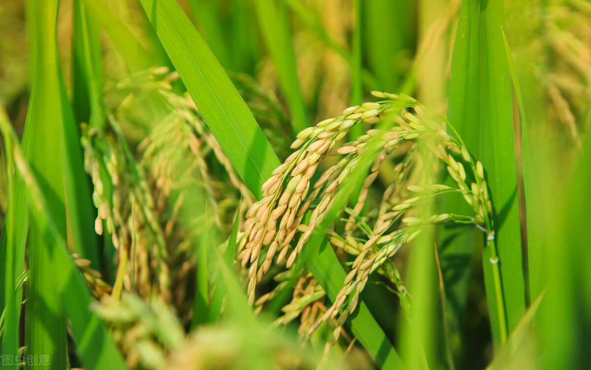 土里土气的小女孩穿搭,土里土气土特产直播间