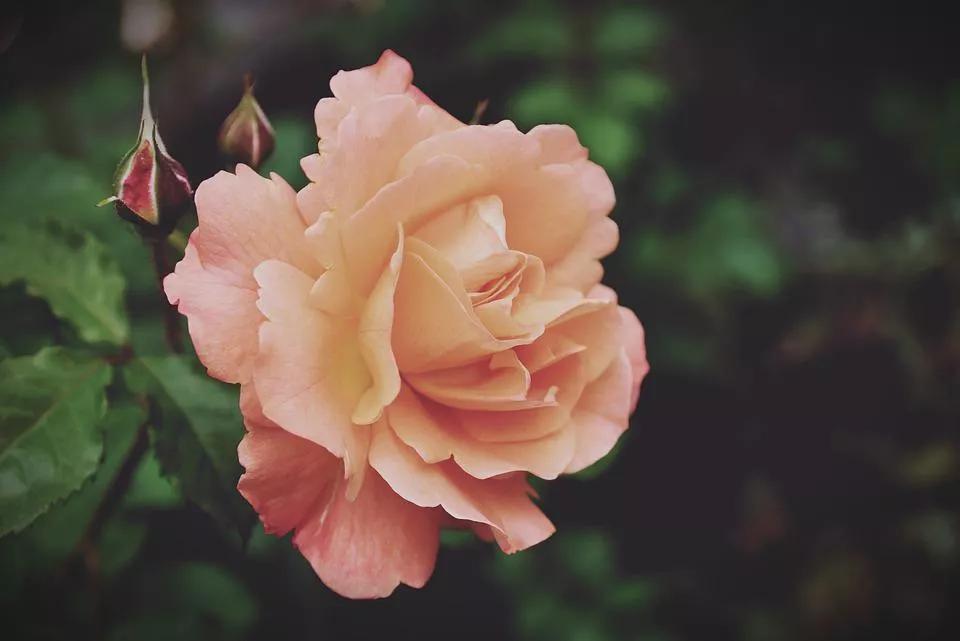 520适合发朋友圈的配图爱情,入目无别人四下皆是你英语