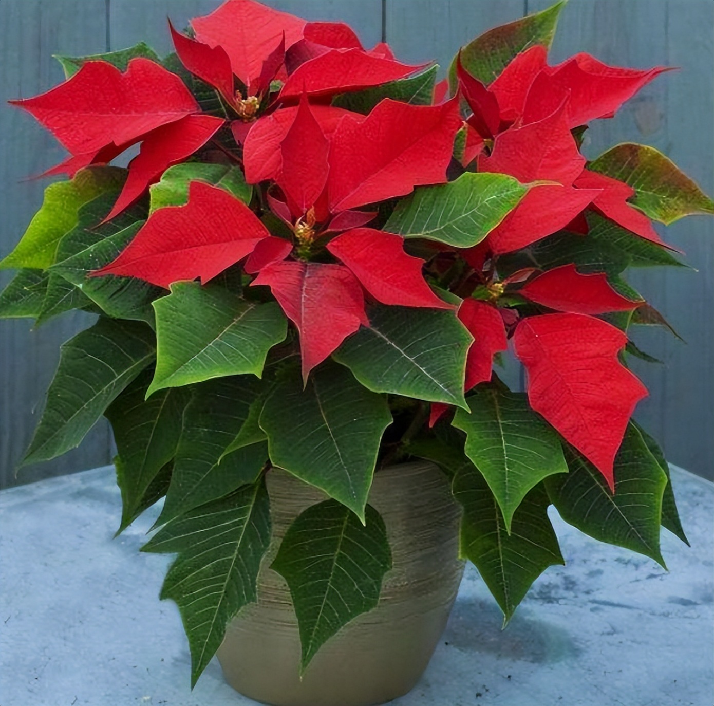 这十种花会招来鬼家里千万别养,家里养3种花忌讳