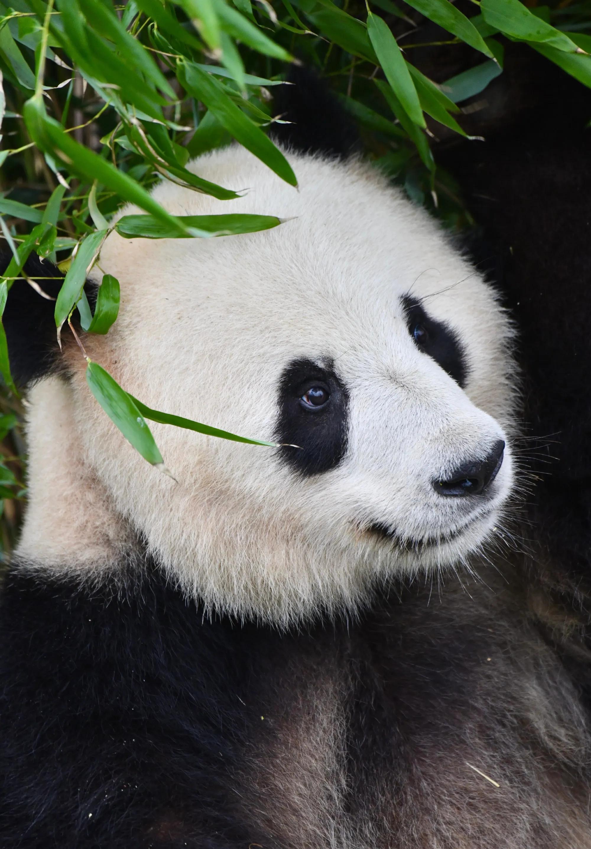 熊猫学习带崽,熊猫能一级带崽么