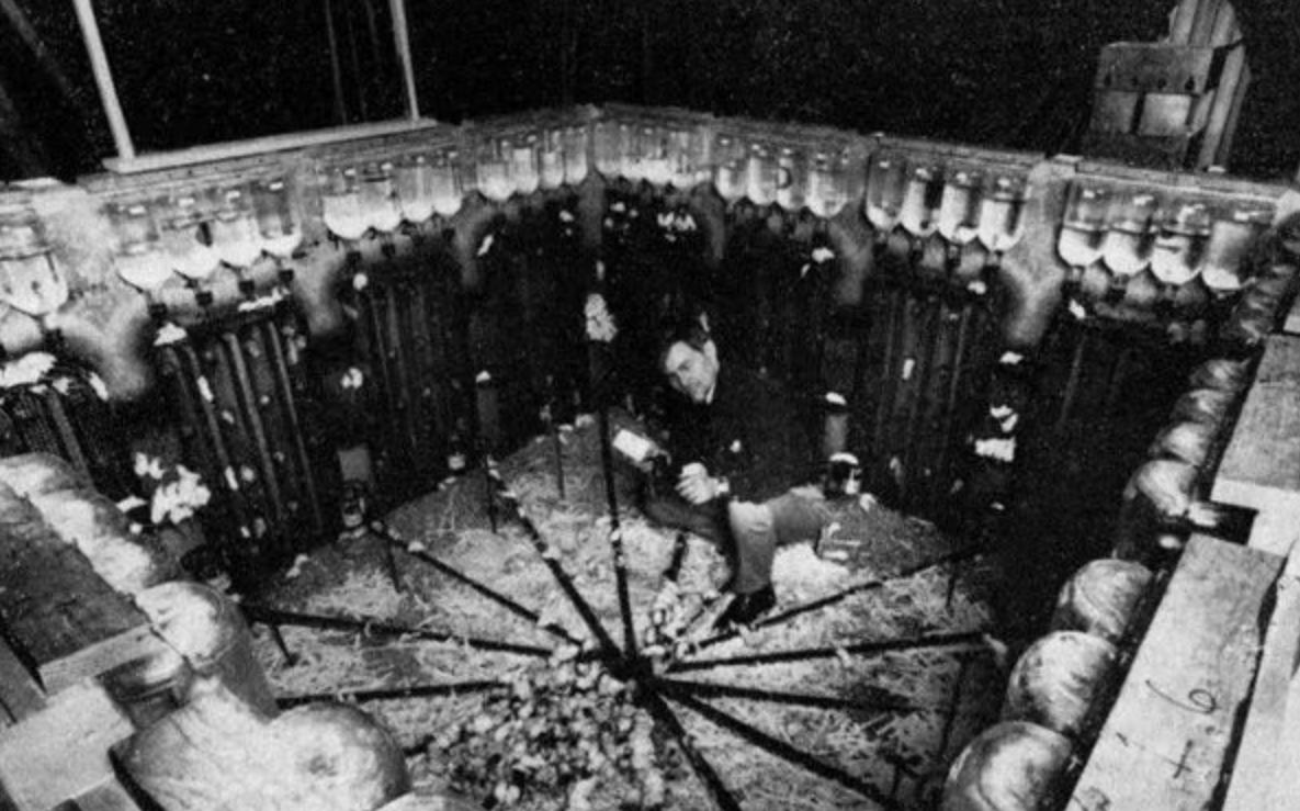 美国8只白鼠进入乐园,美国将8只白鼠放进乐园