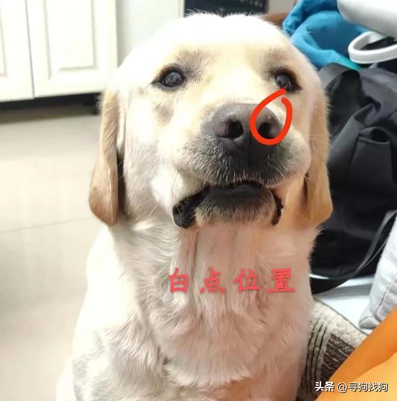 寻狗启事黑色拉布拉多犬郑州,郑州市哪里有卖拉布拉多犬