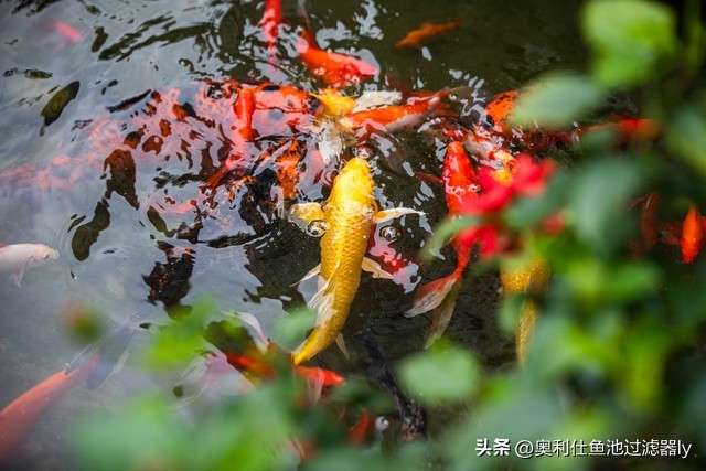 锦鲤鱼缸不喂食可以多久不换水,锦鲤入池三天喂食换水正常吗