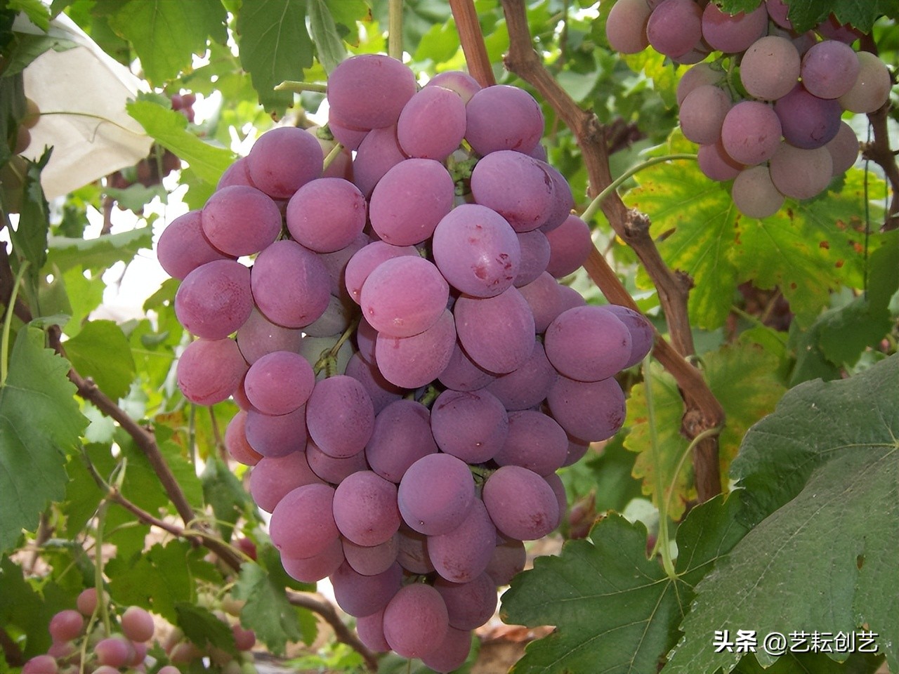 辽宁省地理标志目录,全国地理标志农产品